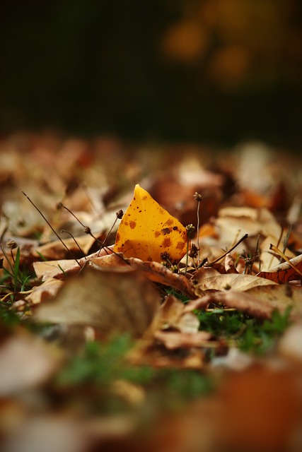 纽卡斯尔联 纽卡斯尔联