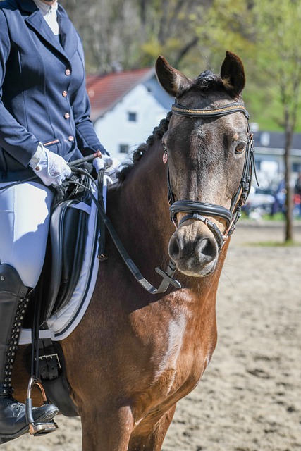 前效力的莱 前效力的莱
