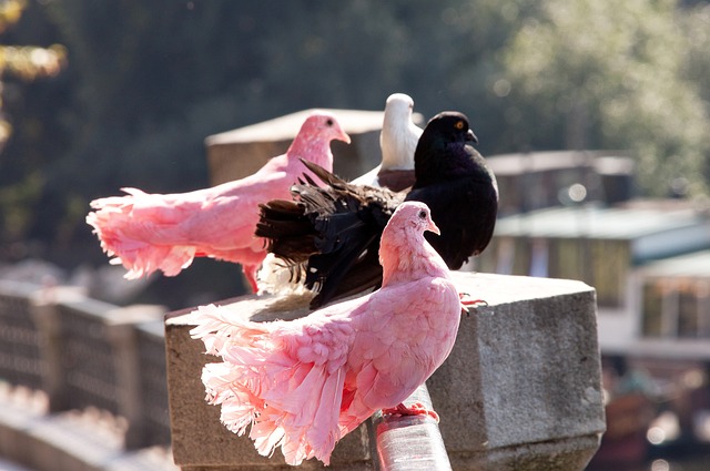 新号码的意 新号码的意
